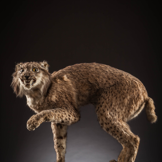 IES_SANISIDRO_MUSEO_Zoolgía_138