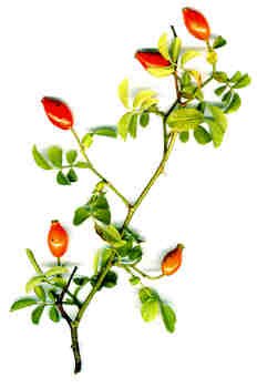 Rosa silvestre, escaramujo o escarambrojo