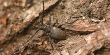 Gran Longicornio áptero (Morimus asper)