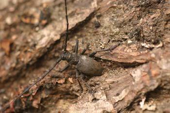 Gran Longicornio áptero (Morimus asper)