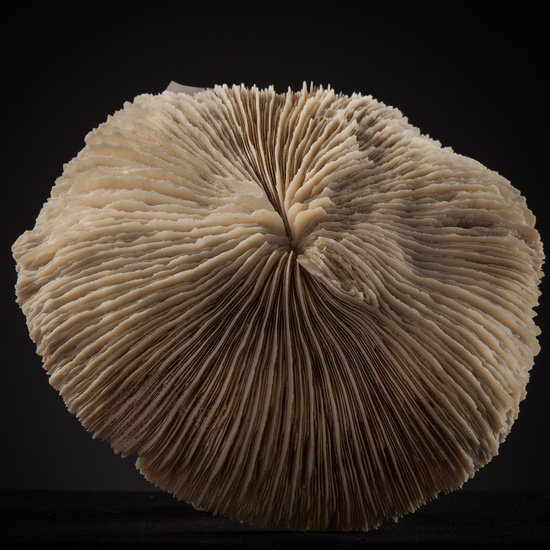 IES_SANISIDRO_BIOLOGIA_438