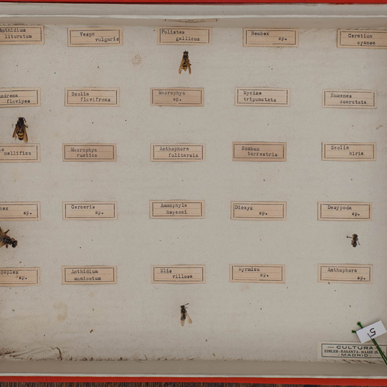 IES_CARDENALCISNEROS_Insectos_044