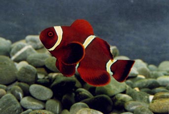 Pez payaso (Premnas biaculeatus)