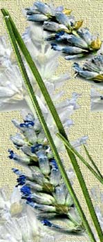 Detalle y fantasía de la flor, sobre trama de tela