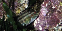 Labrido (Symphodus tinca)