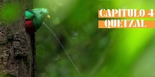4. Quetzal