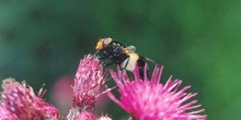 Mosca cernícalo (Volucella pellucens)