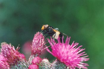 Mosca cernícalo (Volucella pellucens)