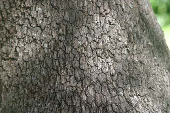 Encina - Tronco (Quercus ilex)