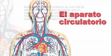 CARDIOCIRCULATORIO