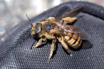 Apis mellifera (España)