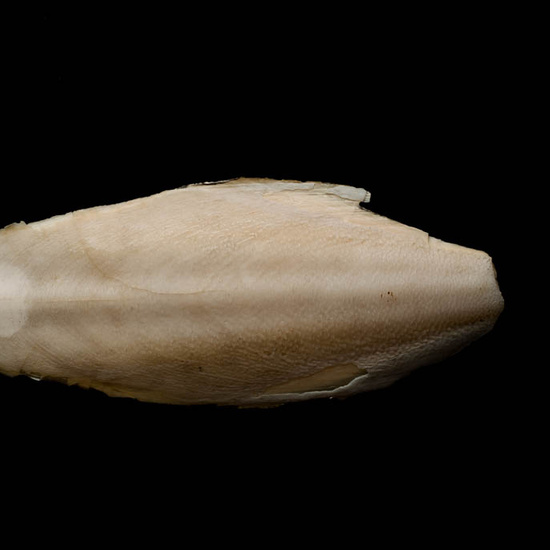 IES_ISABELLACATOLICA_BIOLOGIA_508