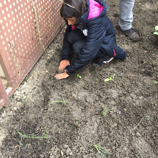 El año hortelano de 4º B 11