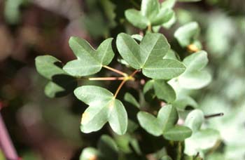 Arce de Montpellier - Hoja (Acer monspessulanum)