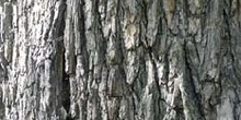 Olmo común, negrillo - Tronco (Ulmus minor)