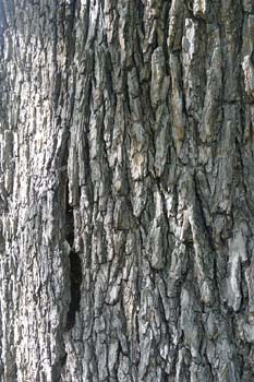 Olmo común, negrillo - Tronco (Ulmus minor)