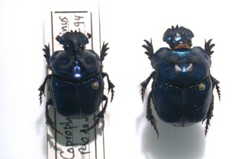 Coprophanaeus saphirrinus (Argentina)