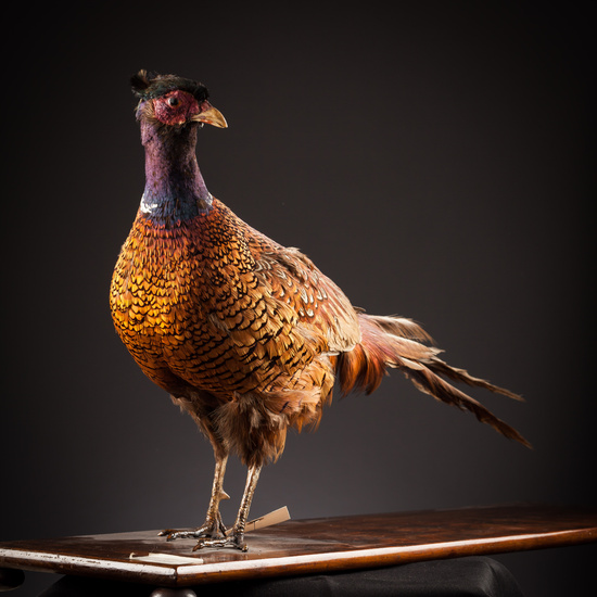 IES_SANISIDRO_BIOLOGIA_364