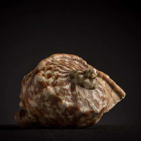 IES_CARDENALCISNEROS_CONCHAS_153