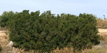 Coscoja / Carrasca - Porte (Quercus coccifera)