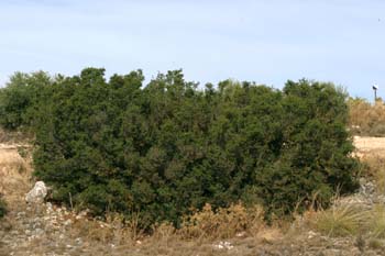 Coscoja / Carrasca - Porte (Quercus coccifera)