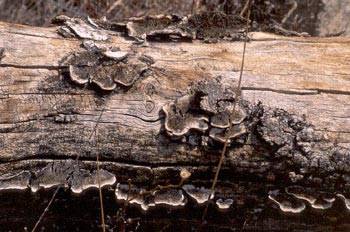 Trametes sp.