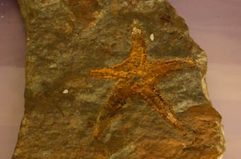 Equinodermos Asterozoos, Ordovícico Superior