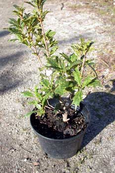 Osmanthus tricolor