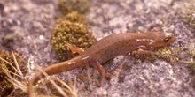 Tritón ibérico (Triturus boscai)