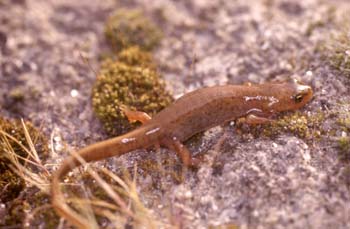 Tritón ibérico (Triturus boscai)