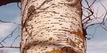 álamo blanco - Tronco (Populus alba)