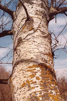 álamo blanco - Tronco (Populus alba)