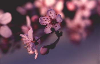 Ciruelo japonés (Prunus cerasifera)