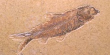 Knightia sp.  (Peces) Eoceno