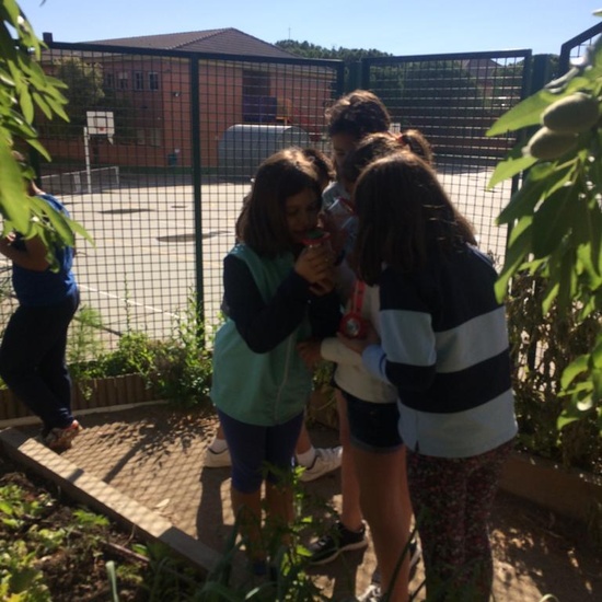 2019_06_11_4º observa insectos en el huerto_CEIP FDLR_Las Rozas 17