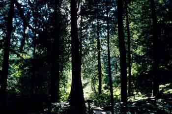 Bosque de coníferas en las Montañas Rocosas