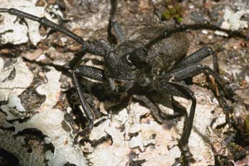 Gran Longicornio áptero (Morimus asper)