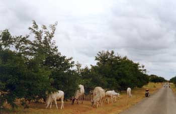Camino rural de Myanmar