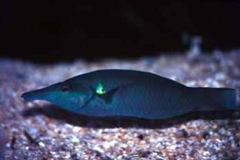Labrido pajaro (Gomphosus sp.)