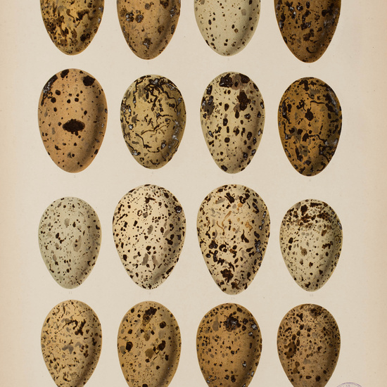 IES_CARDENALCISNEROS_AVES_LAMINAS_120