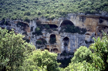 Pinos en alta montaña