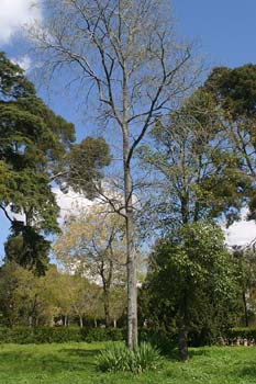 Almez - Porte (Celtis australis)