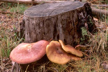 Tricoloma rutilante (Tricholomopsis rutilans)