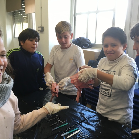 2016-11-09_DISECCION OJO CORDERO (18)