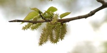 Morera - Flor (Morus alba)