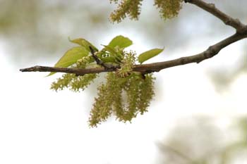 Morera - Flor (Morus alba)