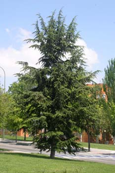 Cedro del Líbano (Cedrus libani)