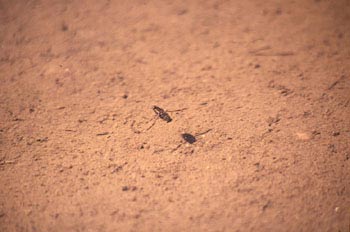 Nadador de espalda (Notonecta glauca)