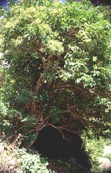 Saúco rojo - Porte (Sambucus racemosa)