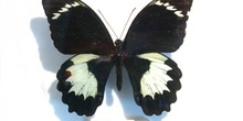 papilio aegus macho (Nueva Guinea)